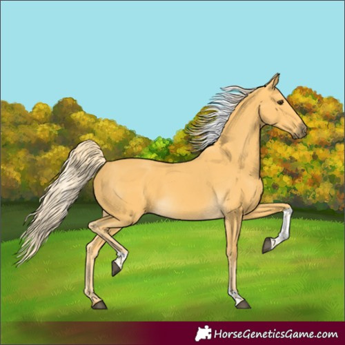 Horse Color:Palomino Tobiano 