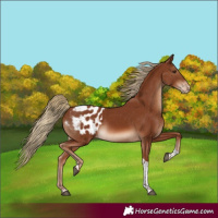 Horse Color:Chestnut Tobiano Blanket Rabicano 