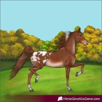 Horse Color:Chestnut Tobiano Blanket Rabicano