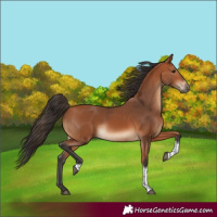 Horse Color:Bay Tobiano Rabicano