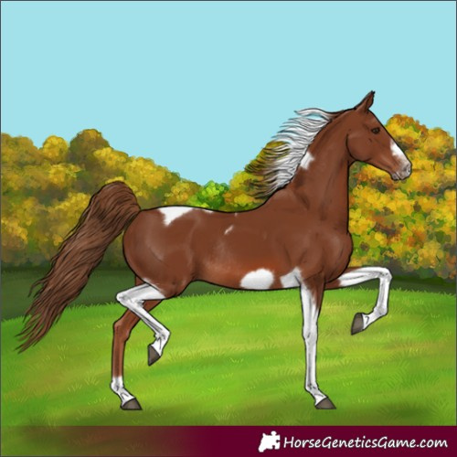 Horse Color:Chestnut Tobiano Frame Rabicano