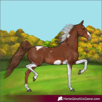 Horse Color:Chestnut Tobiano Frame Rabicano