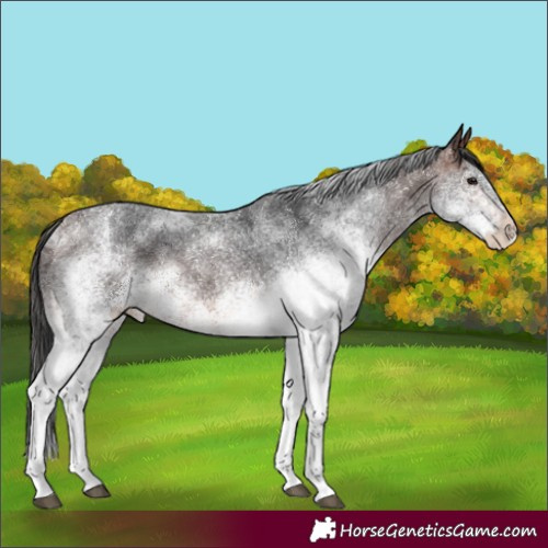 Horse Color:White Spotted Brown Rabicano