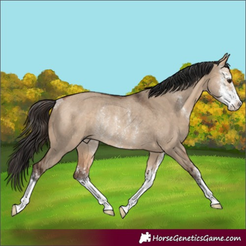 Horse Color:Bay Dun Sabino Rabicano