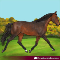 Horse Color:Bay Rabicano