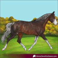 Horse Color:Silver Brown Sabino Appaloosa Rabicano