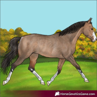 Horse Color:Bay Dun Rabicano