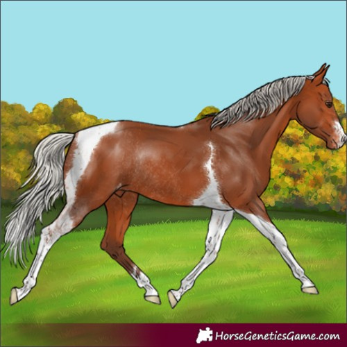 Horse Color:Silver Bay Tobiano Appaloosa Rabicano 