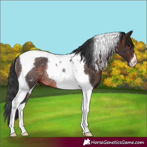 Horse Color:Brown Tobiano Rabicano
