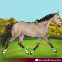 Horse Color:Bay Dun Rabicano