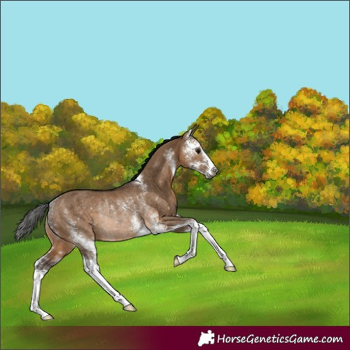 Horse Color:Gray Brown Dun Sabino Rabicano 
