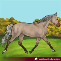 Horse Color:Silver Brown Dun Rabicano