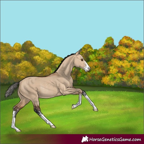 Horse Color:Bay Dun Sabino Rabicano 