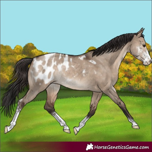 Horse Color:Brown Dun Sabino Blanket Rabicano 