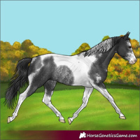 Horse Color:Black Sabino Tobiano Rabicano 