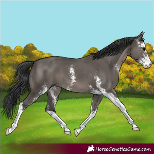 Horse Color:Grullo Sabino