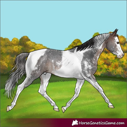 Horse Color:Brown Sabino Splash Tobiano Rabicano