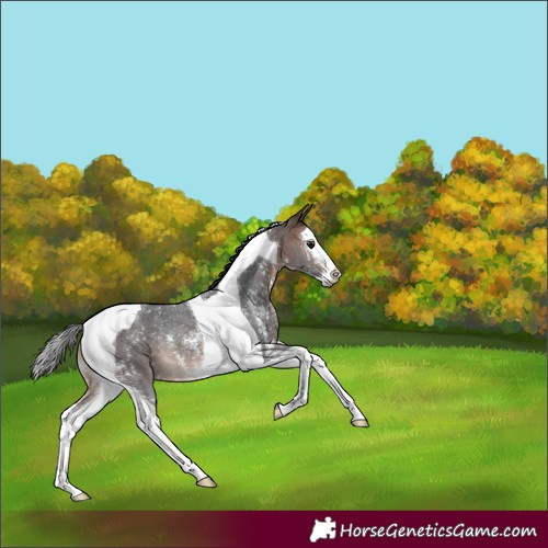 Horse Color:Brown Sabino Splash Tobiano Rabicano 