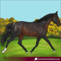 Horse Color:Brown Rabicano 