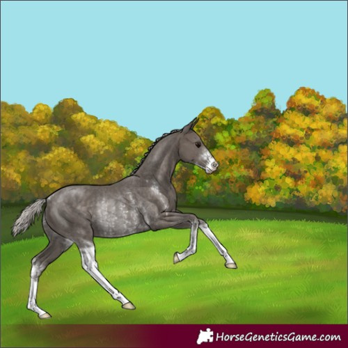 Horse Color:Silver Black Sabino Rabicano 