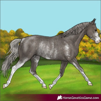 Horse Color:Silver Black Sabino Rabicano 
