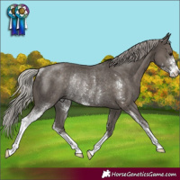 Horse Color:Silver Black Sabino Rabicano
