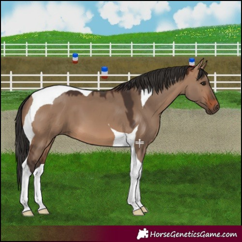 Horse Color:Brown Dun Tobiano