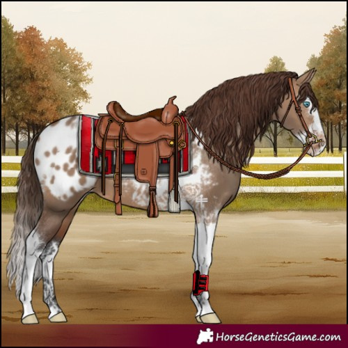 Horse Color:Brown Dun Splash Tobiano Appaloosa 