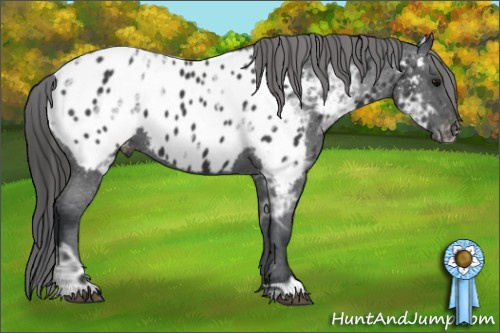 Horse Color:Black Ice Appaloosa 