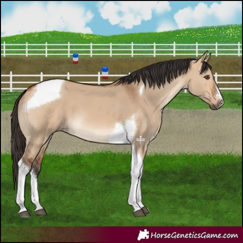 Horse Color:White Spotted Bay Dun Tobiano 