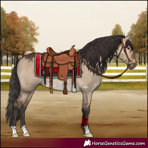 Horse Color:Bay Dun