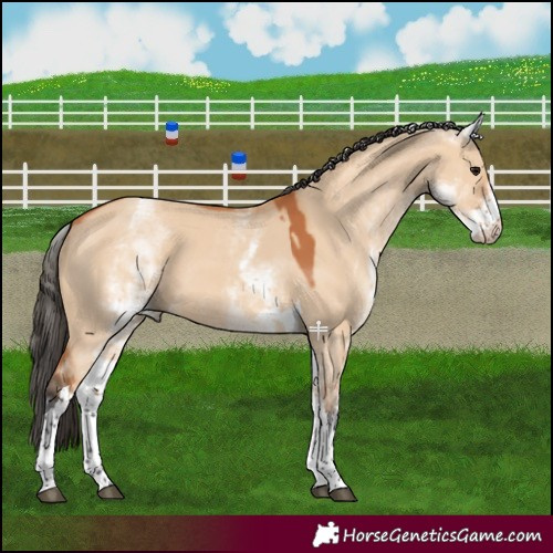 Horse Color:White Spotted Bay Dun Tobiano 