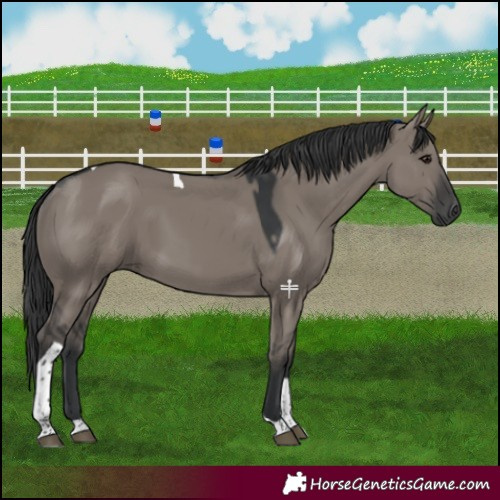 Horse Color:Grullo Tobiano