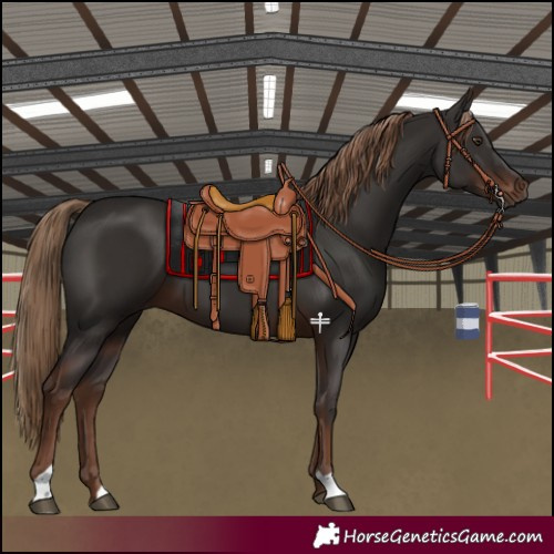 Horse Color:Liver Chestnut 