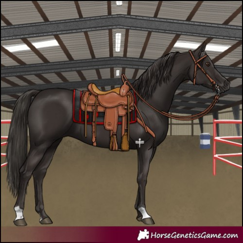 Horse Color:Liver Chestnut 