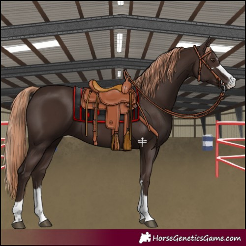Horse Color:Liver Chestnut 