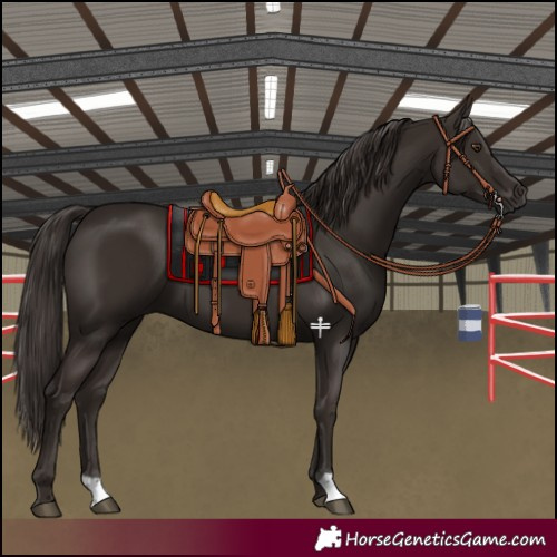 Horse Color:Liver Chestnut 