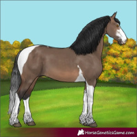 Horse Color:Brown Dun Sabino Tobiano