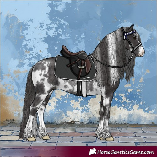 Horse Color:White Spotted Smoky Black Rabicano 