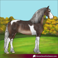 Horse Color:Silver Brown Sabino Tobiano Rabicano