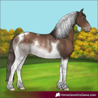 Horse Color:Gray Black Pearl Tobiano Rabicano