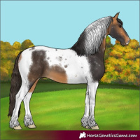 Horse Color:Buckskin Tobiano 