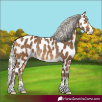 Horse Color:Silver Buckskin Near Leopard Rabicano