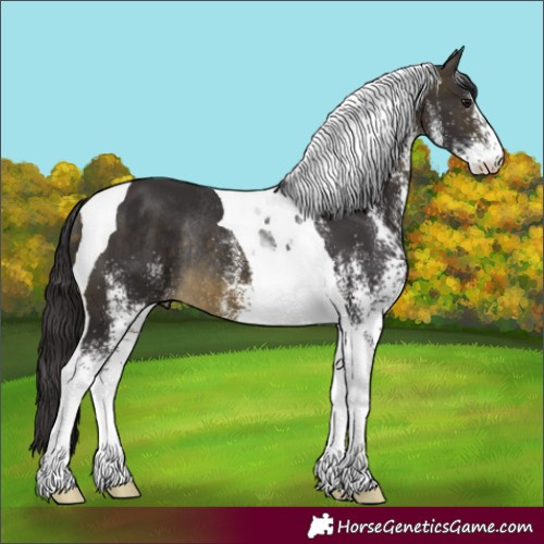 Horse Color:White Spotted Buckskin Tobiano Rabicano