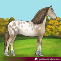 Horse Color:Smoky Black Pearl Tobiano Blanket