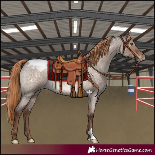 Horse Color:Liver Red Dun Roan Appaloosa 