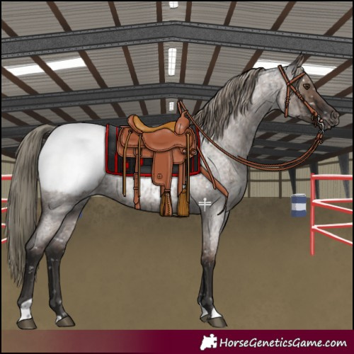 Horse Color:Liver Red Dun Roan Mushroom Appaloosa Brindle 
