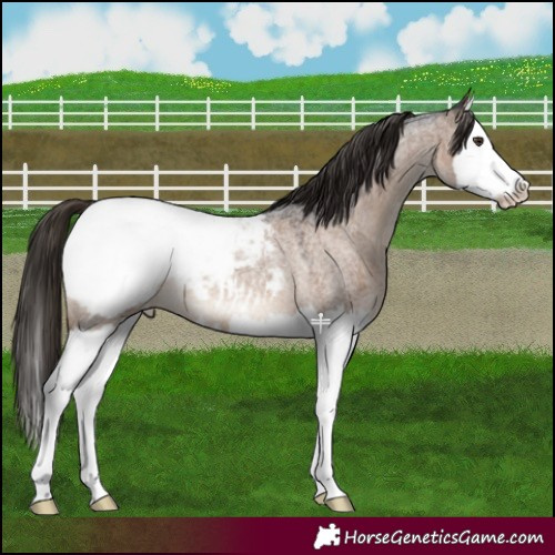 Horse Color:Liver Red Dun Roan Splash Appaloosa 
