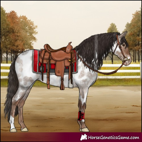 Horse Color:Liver Red Dun Roan Appaloosa 