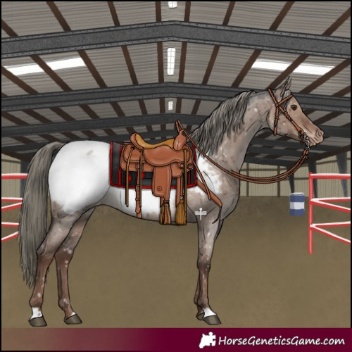 Horse Color:Liver Red Dun Roan Mushroom Appaloosa Brindle 